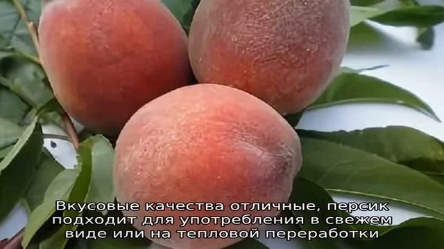 Лучшие сорта персика для Подмосковья смотреть онлайн
