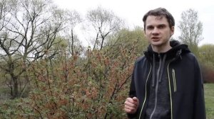 ГАЛЛОВАЯ ТЛЯ НА СМОРОДИНЕ: симптомы, методы борьбы, биология