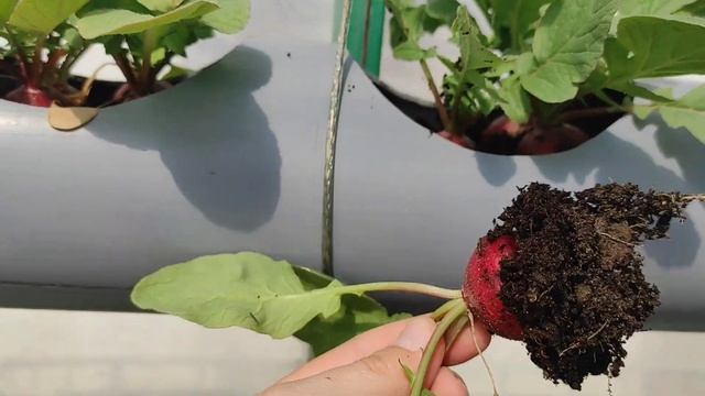 Грядка из трубы. Выращиваю редис и листья салата. смотреть онлайн