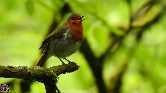 Малиновки заслышав голосок. Тисо-самшитовая роща, Хоста #зарянка #малиновка #europeanrobin #birdson смотреть онлайн