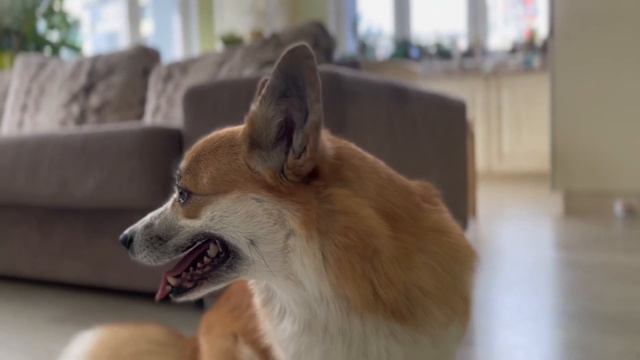 РАЗОБЛАЧЕНИЕ HAPPY CAT😱Вся ПРАВДА Про КОШКУ ТАСЮ🤡 Часть 1. Корги Рокки (говорящая собака) смотреть онлайн