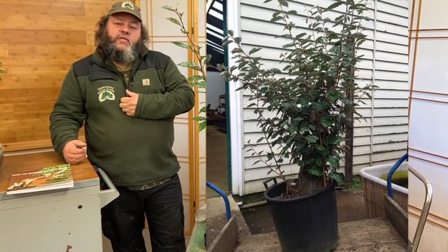 Elaeagnus Showcase - Greenwood Bonsai смотреть онлайн
