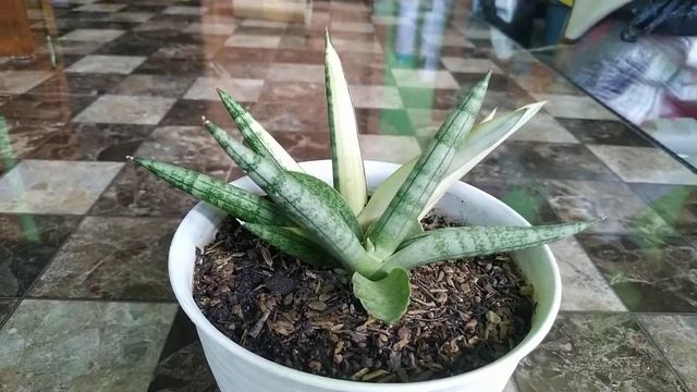 Sansevieria Boncel 'Variegated'