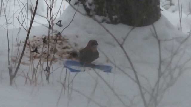 №2859 10 12 2022 Непогода Сойки, сороки смотреть онлайн