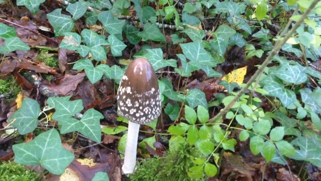 Coprin pie, Gironde, 6 novembre 2019 смотреть онлайн