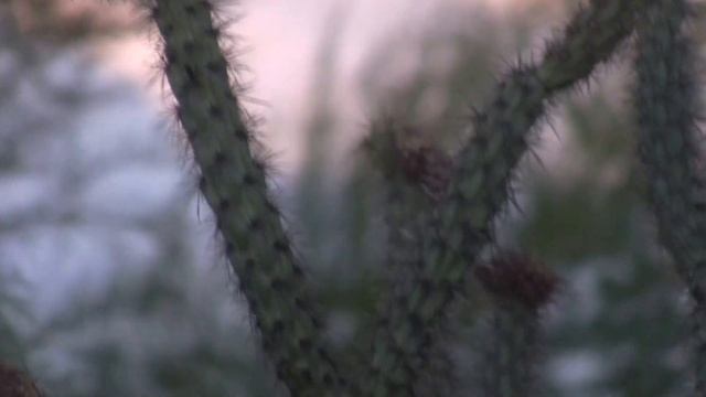 A Windwalker "Quickie" Cactus Wren смотреть онлайн