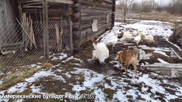 Американский бульдог.Индюки и Джонни.Бытовуха.Сом из печи./American Bulldog. Turkeys and Johnny. смотреть онлайн