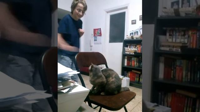 Погладь манула или Страшнее кошки зверя нет! смотреть онлайн
