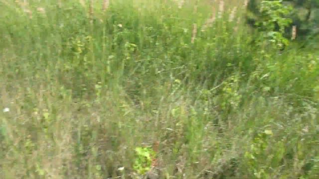 Виктор Безгодков. Озеленять! Хотя сегодня это делать сложно. смотреть онлайн