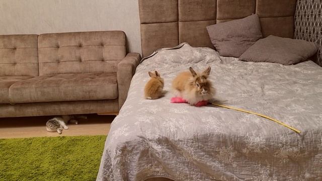 Кролик защищает крольчонка от кошки. Смелый кролик. смотреть онлайн