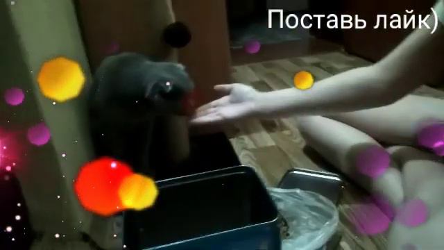 Будние дни с моей кошкой Ханной смотреть онлайн