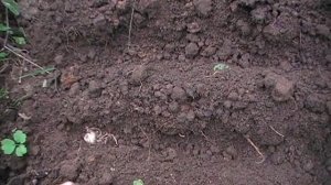 Размножение лилий детками. Сад и огород выпуск 194