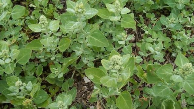 РЯБИНОВАЯ ГРУСТЬ. сл. Л Синцова, муз., исполнение песни Юрий Старцев . Видео Веры Забелиной. смотреть онлайн