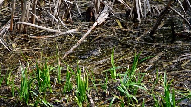 Кваканье лягушек смотреть онлайн