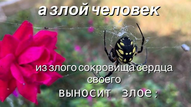 ПОЖЕЛАНИЯ НА СЕГОДНЯ! #христианские #пожелания смотреть онлайн