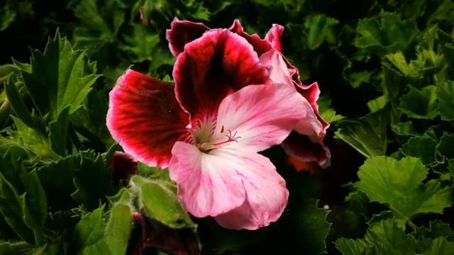 Pelargonium "Grandiflorum" смотреть онлайн