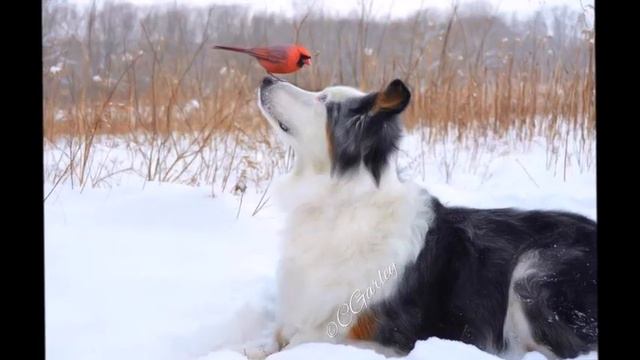 С днём рождения,Оксаночка! смотреть онлайн