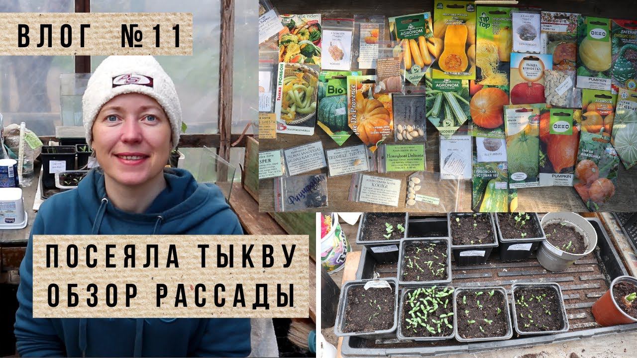 Что взошло из апрельских посевов / Посев тыквы на рассаду смотреть онлайн