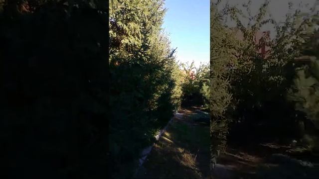 ЗЕЛЁНЫЙ ХВОЙНЫЙ РАЙ ЁЛКИ ГОРОД ДНЕПР смотреть онлайн