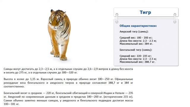 Сколько весит тигр смотреть онлайн