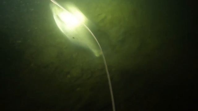 Подводная охота-в поиске НАЛИМА. SPEARFISHING IN SEARCH FOR A TROPHY смотреть онлайн