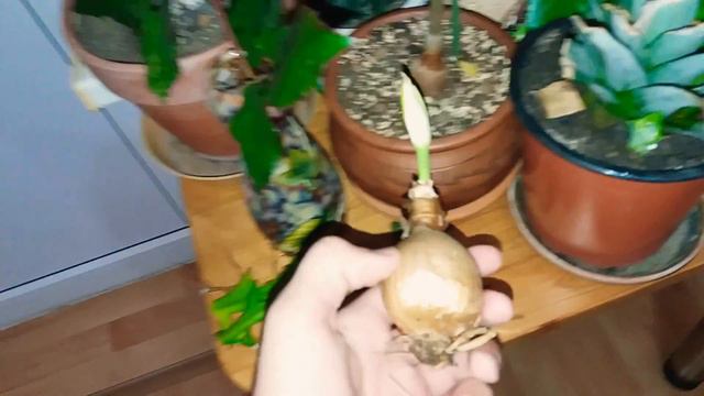 Растения из Греции + новый любимец... смотреть онлайн