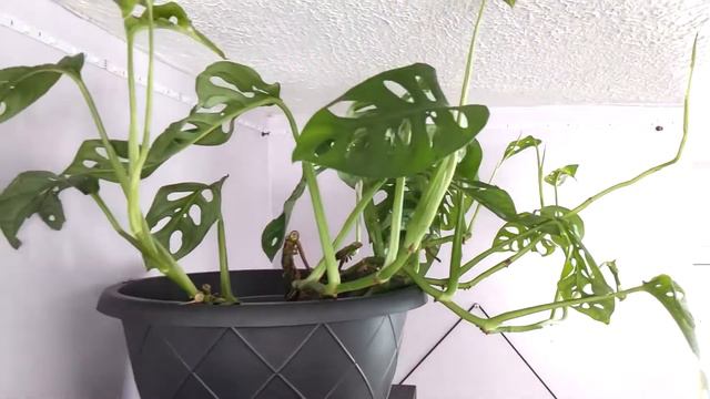 Care Tips For Monstera Deliciosa | Monstera Adansonii смотреть онлайн