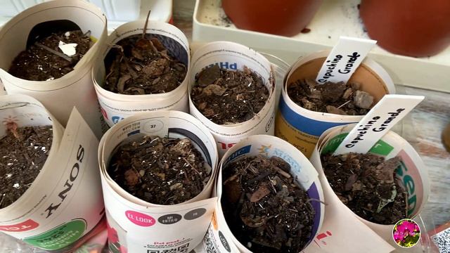 GERMINANDO SEMILLAS DE FLORES 🌼🍃🌸/ Probando Método / ( Principiantes )