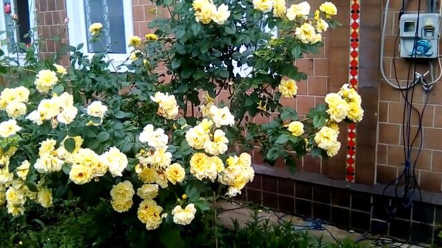 РОЗЫ ДЛЯ ГЕРОЕВ смотреть онлайн