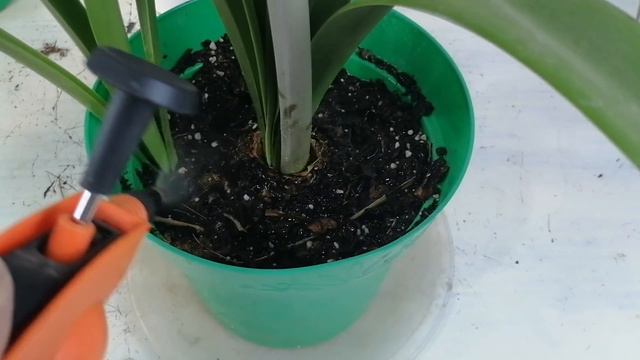 hippeastrum amaryllis como abonar CHUYITO JARDINERO смотреть онлайн