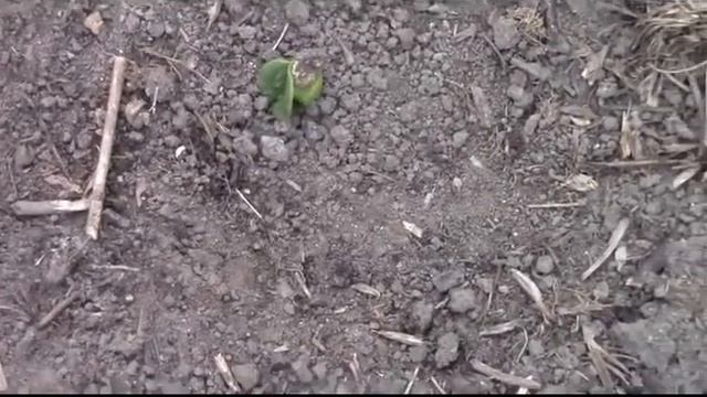 Цветет бордовый пион смотреть онлайн