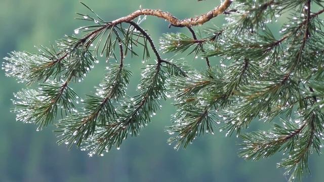 Добродетели. Иеросхим. Димитрий / Саровский цветник. Наставления старцев Саровской пустыни смотреть онлайн