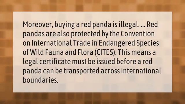 Can Red Pandas kill you? смотреть онлайн