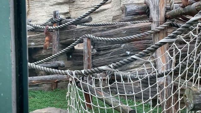 Московский Зоопарк #зоопарк #Евидяшки #ЕваРозанова #москваЗоо смотреть онлайн