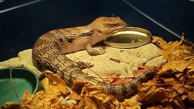 Tiliqua смотреть онлайн