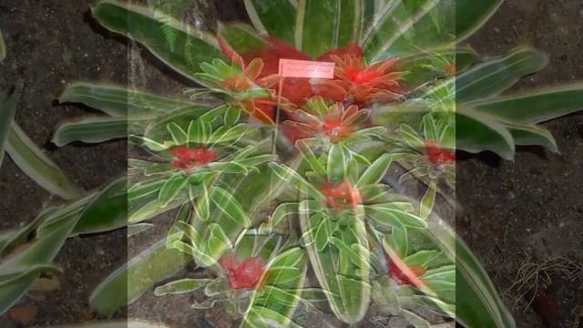 Indoor Plant Nursery (Gangtok)....Maintaining Awesome Flower & Plant. смотреть онлайн