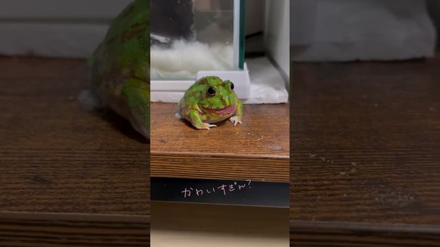 ОХ КАК ЭТА ЛЯГУШКА СПРАВИЛАСЬ С НИМ 18+