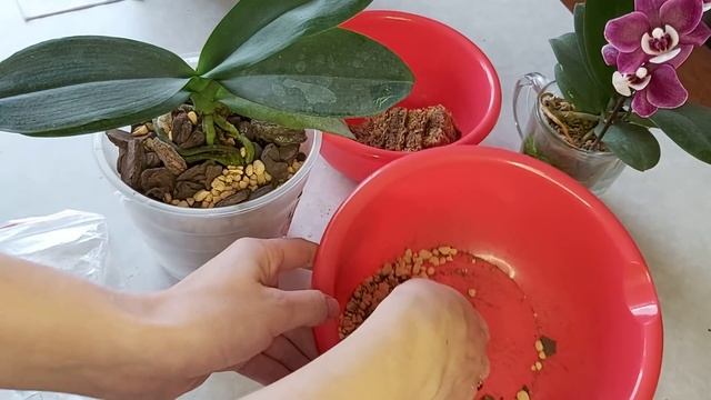 Тестирую ГРУНТ Орхо?рай, пересадка в двойной горшок в Кору орхидею KV Charmer Чармер смотреть онлайн