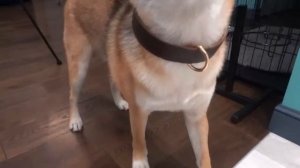 ВПЕРВЫЕ ПРИГОТОВИЛ ТОРТ МОЕЙ СОБАКЕ!