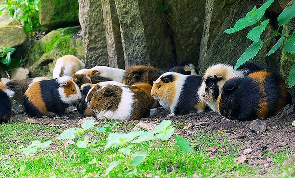 НУЖЕН ЛИ ДОМИК ДЛЯ МОРСКОЙ СВИНКИ смотреть онлайн