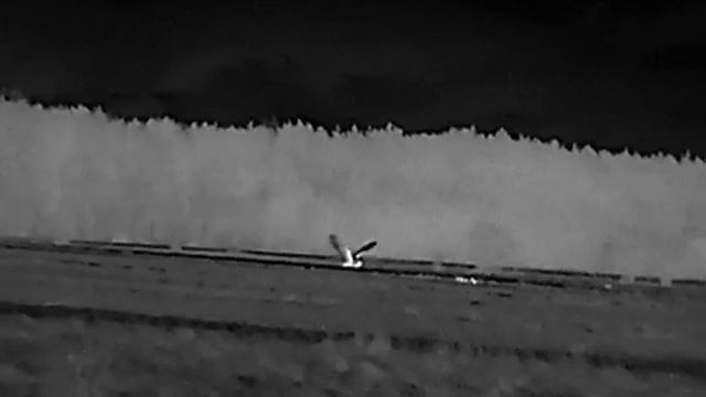 HIKMICRO Lynx Pro LH25 owl in flight смотреть онлайн