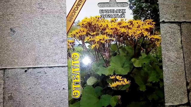 Базульник зубчатый ОТЕЛЛО - ознакомление смотреть онлайн