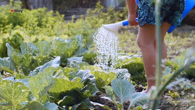 КОЧАНЫ КАПУСТЫ БУДУТ ОГРОМНЫЕ, ЕСЛИ ПОДКОРМИТЬ 2 РАЗА ЭТОЙ ПОДКОРМКОЙ смотреть онлайн