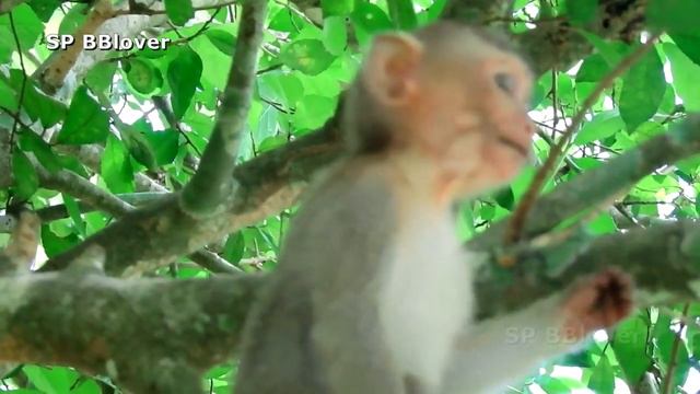 Papaya Trouble Monkey Desire смотреть онлайн