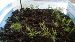 ВАШ УСПЕХ ГАРАНТИРОВАН! Посев семян туи. Часть 1