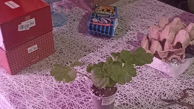 ЕЩЕ ОДНА РАСПАКОВКА ПЕЛАРГОНИИ // ЧТО ПРИШЛО ПОЧТОЙ смотреть онлайн