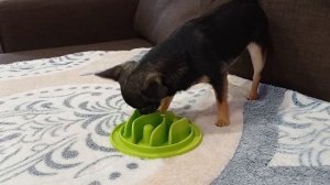 Обратный чих у собак породы чихуахуа. Как помочь собаке при приступе?