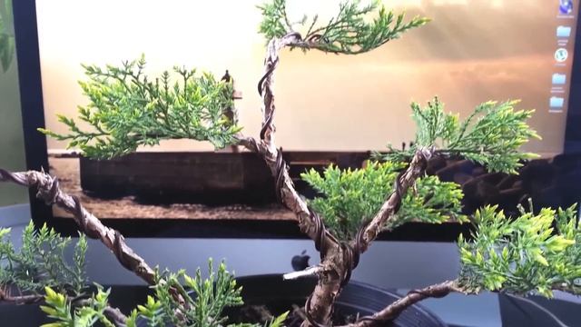 Juniper - Old Gold - Bonsai смотреть онлайн