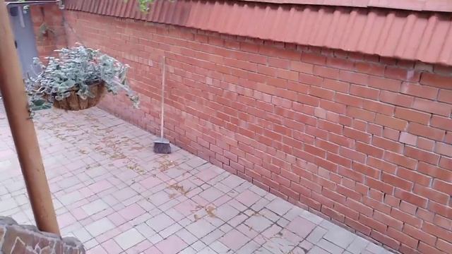 Комнатные цветы. смотреть онлайн