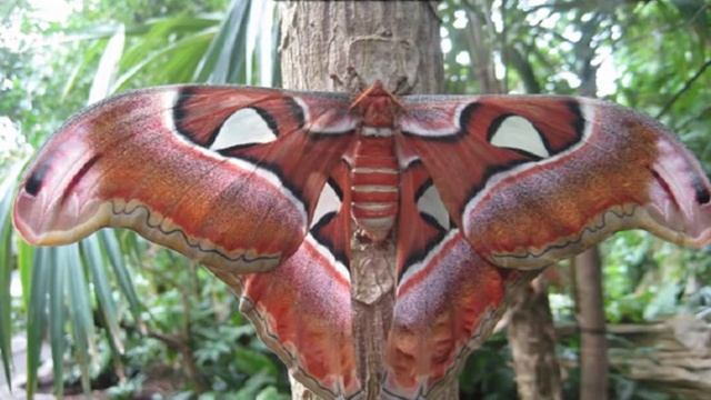 Большая бабочка «Павлиноглазка атлас» смотреть онлайн